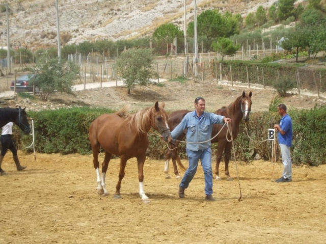  Experts of the sector 